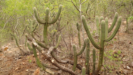 Vegetação da caatinga em época de chuva.  © J.P.