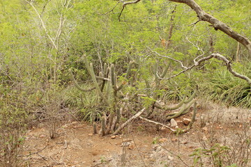 Vegetação da caatinga em época de chuva. 