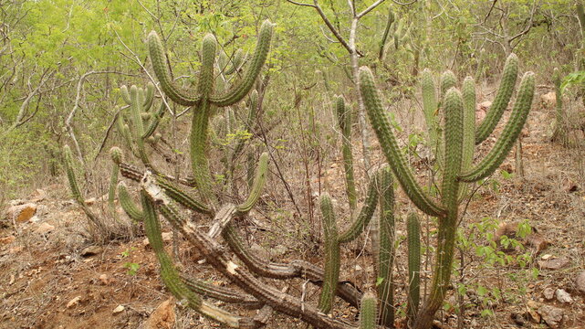 Vegeta&ccedil;&atilde;o da caatinga em &eacute;poca de chuva. 