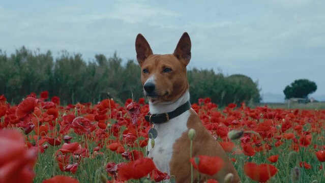 Purebred basenji dog surrounded by blooming red flower field. Adorable puppy enjoy rural scenery and botanical beauty of poppy flowers in spring season. 
