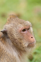 Portrait of adult long tailed macaque against green background
