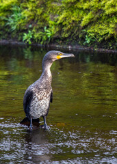 Ireland's Coastal Voyager - Great Cormorant (Phalacrocorax carbo) off the Irish Coast