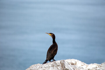 Ireland's Coastal Voyager - Great Cormorant (Phalacrocorax carbo) off the Irish Coast