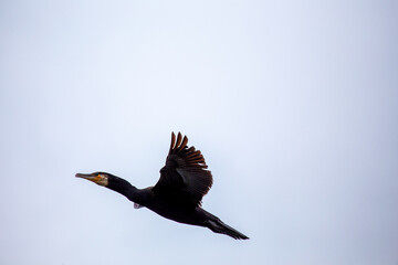 Ireland's Coastal Voyager - Great Cormorant (Phalacrocorax carbo) off the Irish Coast