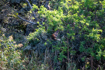 Ireland's Coastal Voyager - Great Cormorant (Phalacrocorax carbo) off the Irish Coast