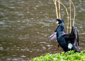 Ireland's Coastal Voyager - Great Cormorant (Phalacrocorax carbo) off the Irish Coast