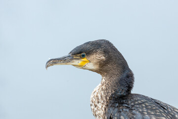 Ireland's Coastal Voyager - Great Cormorant (Phalacrocorax carbo) off the Irish Coast