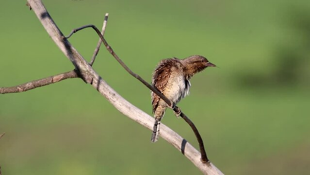 The Eurasian wryneck sits on a branch and cleans its feathers. A beautiful video with a northern wryneck bird. Jynx torquilla