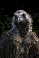 Brown vulture and leafy background.