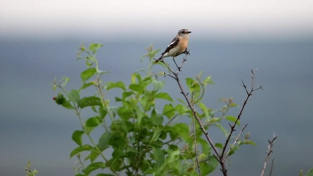 A female Siberian stonechat sits on a branch and sings. The voice of a bird. Asian stonechat bird video