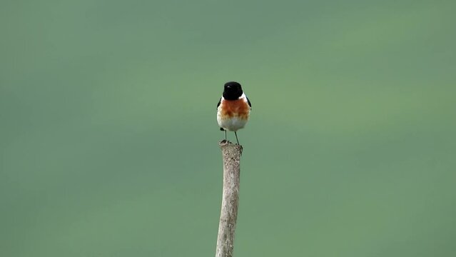 The male Siberian stonechat sits on a branch and sings. The voice of a bird. Asian stonechat bird video