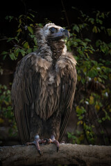 Brown vulture and leafy background.