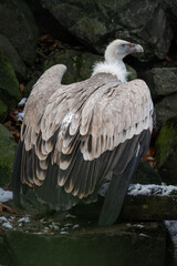 Griffon vulture and rocky background.