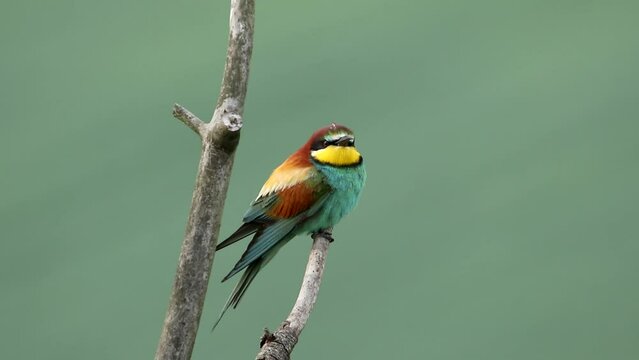 A golden squint sits on a branch. It has colorful feathers and a long beak. Beautiful background. Merops apiaster