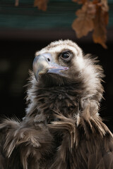 Vulture brown and black background.