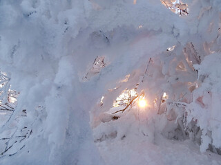 snow covered tree