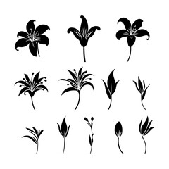 Lily flower black silhouette set on a white background and vector illustration