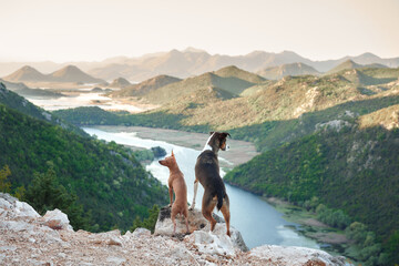 Two dogs gaze over a scenic river valley from a rocky vantage point