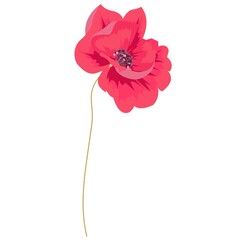 Poppies on a white background, vector image