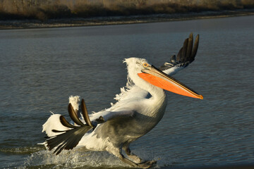 Krauskopfpelikan Landung