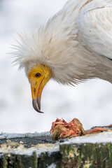 A scavenger vulture bird outside in winter with snow and food on a log.
