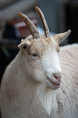 Portrait of a goat with horns and a beard.