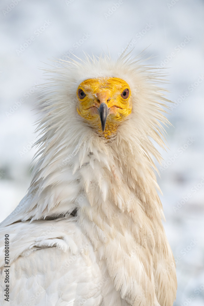 Wall mural a scavenger vulture bird outside in winter with snow.