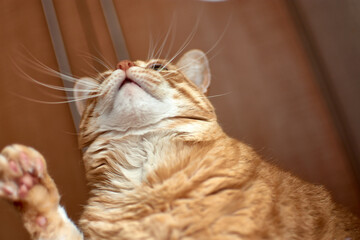 Un gato de color caramelo mira hacia arriba ya que algo le llamó la atencion