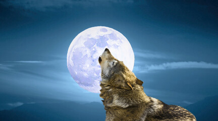 Wolf with moon at night collage