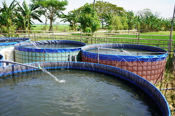 Obraz na płótnie Canvas Raising and cultivating fish by using fish ponds made of round or circular tarpaulins that can maximize fish production with a narrow and limited production area in Pati, Central Java, Indonesia, Asia