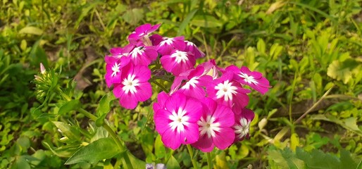 Dark Pink Phlox Drummondii Flowers on Green Leaves Background
