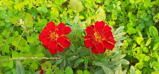 Red Tagetes Patula Flowers Blooming on Green Leaves Background