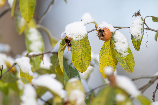 Loquat with fruits on a branch in winter.