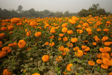 Vast field of orange marigold flowers at valley of flowers, Khirai, West Bengal, India. Flowers are harvested here for sale. Tagetes, herbaceous plants, family Asteraceae, blooming orange marigold.
