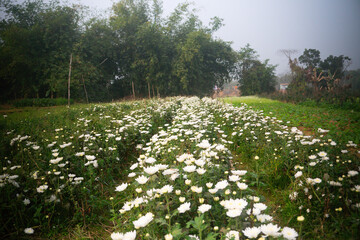 Vast field of budding white Chrysanthemums, Chandramalika, Chandramallika, mums , chrysanths, genus Chrysanthemum, family Asteraceae. Winter morning at Valley of flowers at Khirai, West Bengal, India.