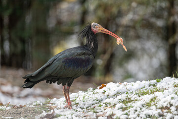The rock ibis holds a piece of food in its beak.