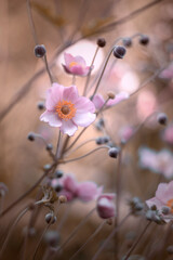 Różowy kwiat, zawilec japoński, letni ogród	