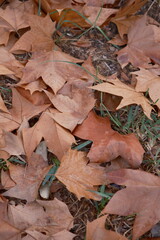 Maple leaf fallen, autumn nature