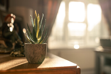 Shallow focus of an artificial cactus plant seen in a dining room of a house during early morning...