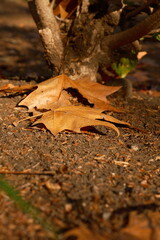 Maple leaf fallen, autumn nature