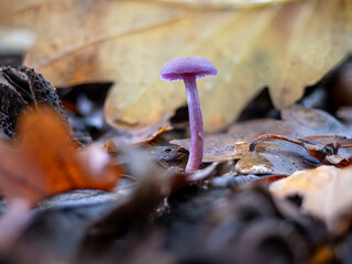 Amethyst Deceiver Mushroom in Leaf Litter