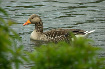Oie cendrée, Anser anser, Greylag Goose