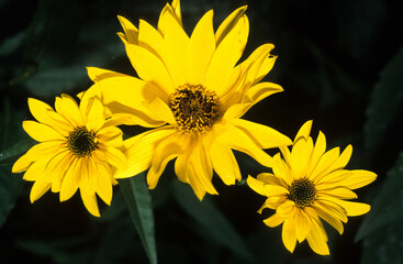 Helianthus maximiliani, Soleil de Maximilien