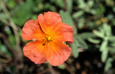 Helianthemum cultivar , Hélianthéme