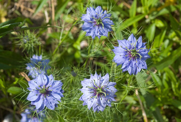 Nigelle de Damas, Nigella damascena