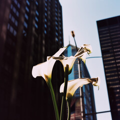 vintage photograph of flowers basking in sunlit urban environment