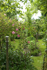 Obraz premium Rosa gallica 'Complicata' , Rose, Jardin de Ferdi Tautschnig. Neunkirch, Allemagne