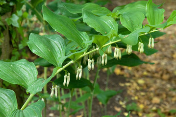 Polygonatum multiflorum , Polygonatum multiflore, Sceau de Salomon multiflore © JAG IMAGES
