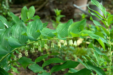 Polygonatum multiflorum , Polygonatum multiflore, Sceau de Salomon multiflore