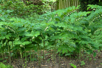 Polygonatum multiflorum , Polygonatum multiflore, Sceau de Salomon multiflore